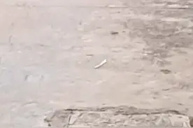 这两狗屁股和屁股好像粘在一起了视频封面