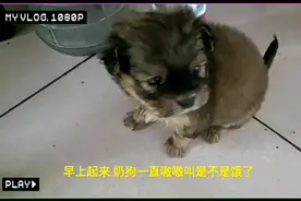路边捡回巴掌大小奶狗第二天，不知道自己食盆在那，饿得嗷嗷叫！视频封面