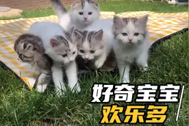 两个月的小奶猫第一次出门充满了好奇心，蹦蹦跳跳开心的像小兔子
