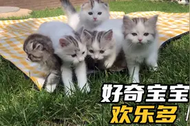 两个月的小奶猫第一次出门充满了好奇心，蹦蹦跳跳开心的像小兔子