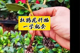 杜鹃花扦插，一学就会视频封面