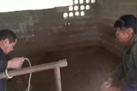 幼牛穿牛鼻环