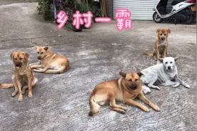 乡村一霸-中华田园犬，看立耳和折耳的田园犬，哪种更讨人喜