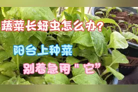 阳台上种菜：宝妈分享蔬菜长蚜虫怎么办，用“它”一喷，全都死光视频封面