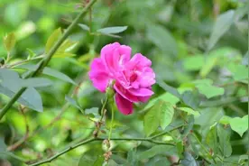 这首歌听了一遍又一遍，咋听也听不够。