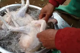 农村人杀鸡，为何把鸡头砍了呢？婆婆说鸡太老了，不能吃头视频封面