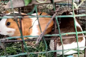买两只荷兰猪，不到两年的时间变成了无数只，这繁殖能力真强