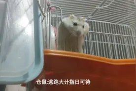 仓鼠:我想逃出笼子啊视频封面