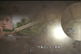 老丈人用3块竹片做捉黄鳝神器，小伙用它一抓一个准，好大的黄鳝视频封面