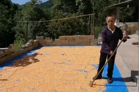 农村玉米如何存放？玉米为啥要晒太阳？73岁大爷经验之谈，长知识