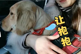 带一岁金毛狗回老家，路上哼哼唧唧像孩子一样要抱抱😂#金毛