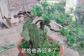 山上捡来的一个普通石头，配上一棵雀舌黄杨，做出一盆附石盆景视频封面