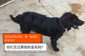 黑色金毛犬神奇吧？5个月就有四五十斤重