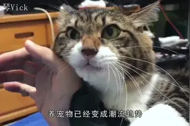 猫咪的胡子用处是众所周知，那么狗狗的胡子有什么用？视频封面
