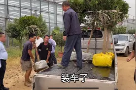 山东农村大集上的桂花多么畅销？王哥从青岛开车来选购，赞不绝口视频封面