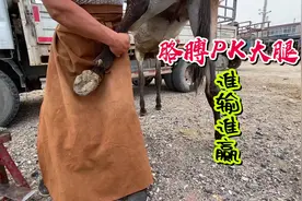 倔驴大腿和师傅胳膊互相搏斗，谁输谁赢请看视频，手抓驴腿视频封面