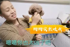 这么可爱的小泰迪，突然发狂咬主人，真是太可怕了！