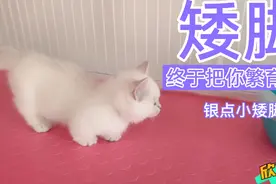 主人历尽千辛万苦，终于把银点小矮脚繁育出来了！看着特别萌视频封面