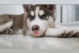 哈士奇尿急直接尿在房间，为了不让主人生气，接下来的举动笑喷了视频封面