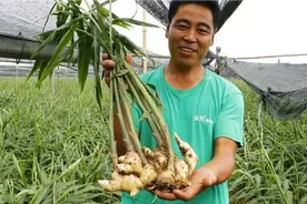 生姜种植选择什么土质最好，合适的土质可以增产增收