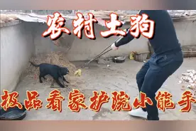 广西小伙去农村捉狗，遇到一个极品看家护院能手土狗，真的太凶了