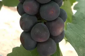 造成葡萄大小粒的因素有哪些以及如何预防大小粒呢？视频封面