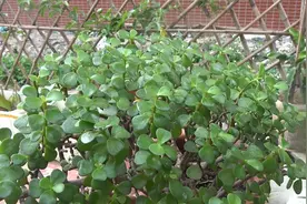简单3个方法，金枝玉叶茎干粗壮，很快成老桩视频封面