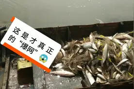 50亩的水塘杂鱼太多，用这办法清除，效果真好，大丰收！