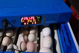 孵化器孵蛋第7天，要照蛋了，整个过程讲的挺细，你学会了吗？视频封面