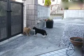 奶牛猫看家护院，驱赶流浪橘猫，气场很强大但是有点吓人！视频封面