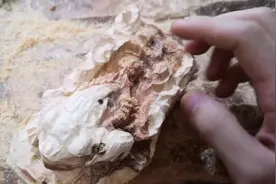 教你打胚金蟾，三腿的蛤蟆被称为“蟾”，口吐金钱，是旺财之物。视频封面