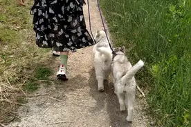 玩的很开心的哈士奇，尾巴像海草一样摇