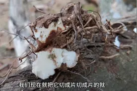 农村当宝的金刚藤见过吗？可炖鸡汤泡酒，对“风湿疼痛”有用视频封面