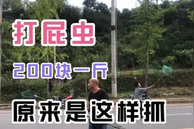 打屁虫是最好的下酒菜，大多数人不知道可以吃，不知道还能这样抓