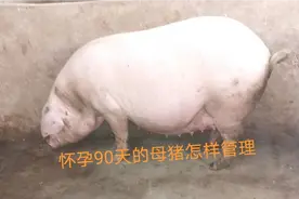 新手养猪，怀孕八九十天的母猪怎样管理视频封面
