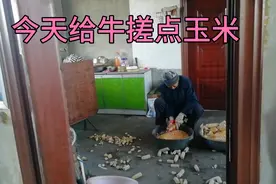 今天用棒子打点玉米粒，用来给牛打料，因为去年留的干玉米喂完了