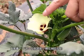 美容养颜的蔬菜秋葵上市了，吃法超简单，但这三类人千万不要吃视频封面
