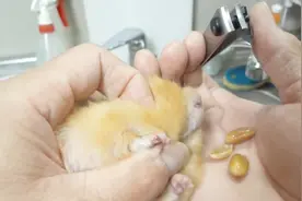 小仓鼠听说要拔牙：我把花生都吐出来给你，放过我好嘛！视频封面