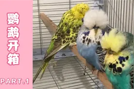 38元的大头鹦鹉长啥样？拍卖群捡漏鹦鹉，大家看这品相翻车了吗？视频封面