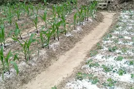 花生地撒上石灰粉可以防虫杀菌，花生米长得特别饱满，作用不少哦视频封面