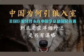 中国为何“引狼入室”，“美国巨狼”凭什么在中国享受超国民待遇视频封面