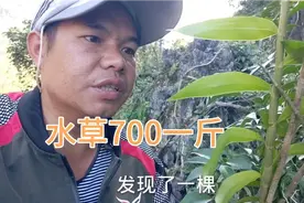 农村收购一种水草特别贵，生收七百元一斤，不知你们认识吗