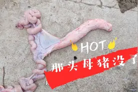 屠宰场那头母猪被电死了，内部硬件拿回来做分析，完事喂狗