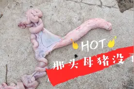屠宰场那头母猪被电死了，内部硬件拿回来做分析，完事喂狗