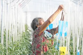 真的没想到，防治蓟马最好的方法是加糖！农民快学学视频封面