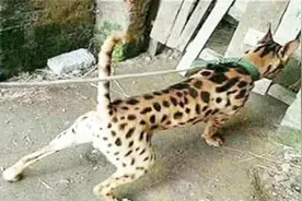 大爷2万块买了只“豹犬”，以为赚大了，但现在肠子都悔青了视频封面