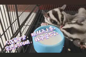 网购奶粉给宠物增加营养，精心冲泡奶粉喂给它们喝，竟然吃了狗粮视频封面