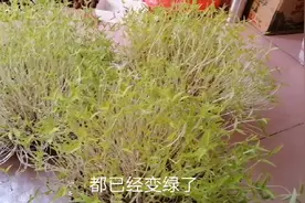小伙把长满虫子的绿豆变成了豆芽，高兴之余烦恼又来了，怎么办