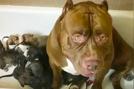 斗牛犬小奶狗游泳初体验，分分钟学会