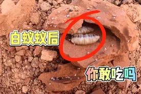 野生白蚁蚁后，高蛋白高营养，你敢吃吗